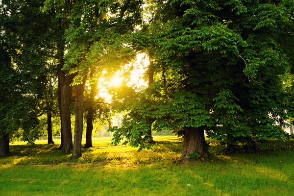 緑の森の日光 — ストック写真