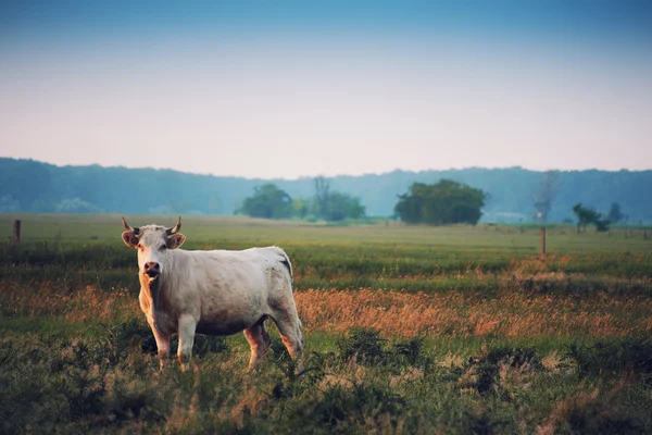 Graizing kráva na louce — Stock fotografie