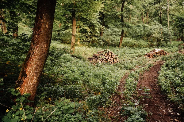Trä-stacken på skogen — Stockfoto
