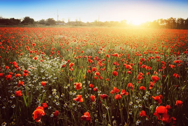 Summer poppy field — Stock Photo, Image