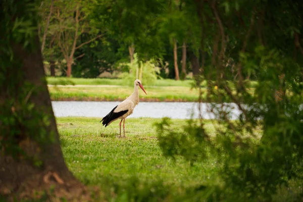 Cigogne sur la prairie verte — Photo