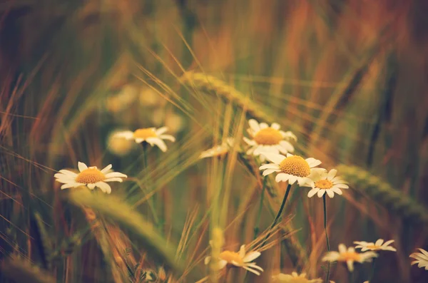 Flores de margarita en campo de trigo — Foto de Stock