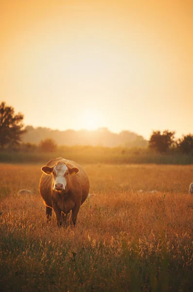 Vaches broutant sur la prairie — Photo