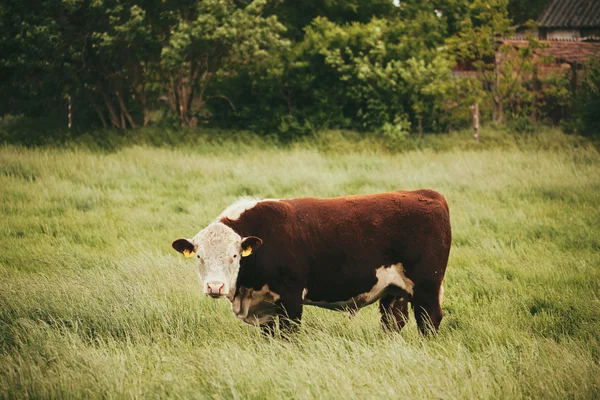 Cow on grazing on meadow — 图库照片