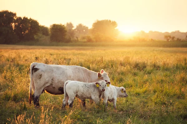Vaches broutant dans la prairie — Photo