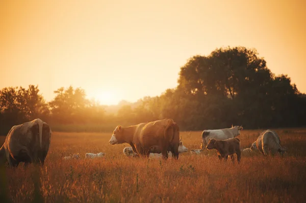 Vaches broutant dans la prairie — Photo