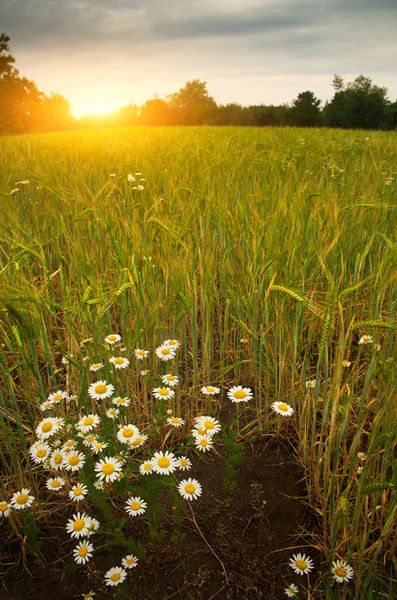 Fiori di margherita sul campo di grano — Foto Stock