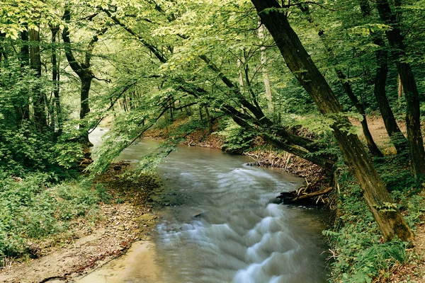 Bahar orman akışta — Stok fotoğraf