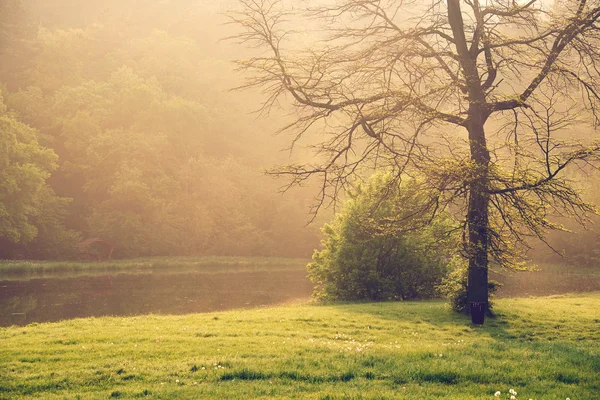 Tree on the misty meadow — Stock Photo, Image
