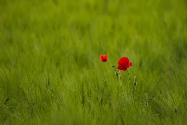 Bahar buğday alan üzerinde haşhaş — Stok fotoğraf
