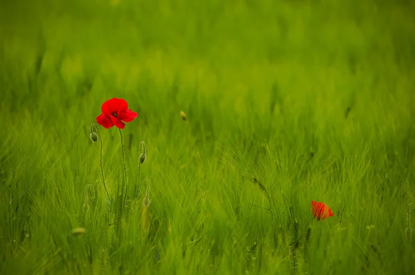 Red poppy on  wheat field — Stock Photo, Image