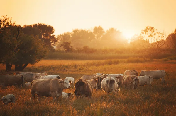 Vacche al pascolo nel prato — Foto Stock