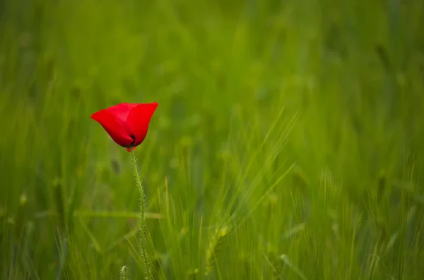 Papoila vermelha no campo de trigo — Fotografia de Stock