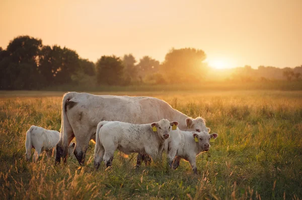 Vacche al pascolo nel prato — Foto Stock