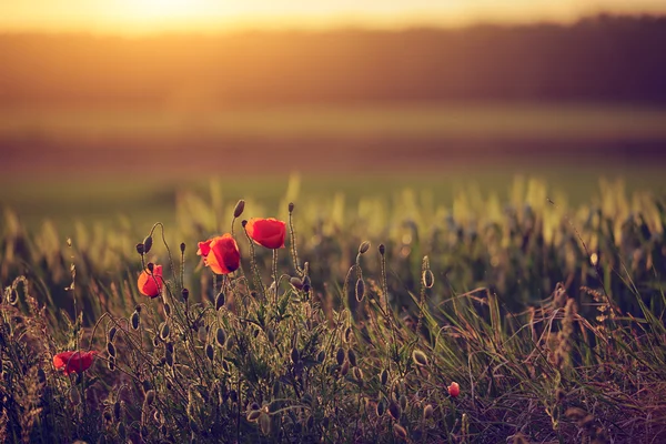 Papaveri sul prato primaverile — Foto Stock