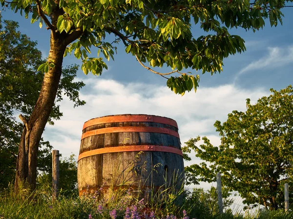 Fass hölzerner Weinberg — Stockfoto