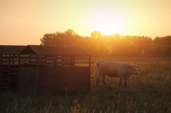 Vaca pastando no prado — Fotografia de Stock