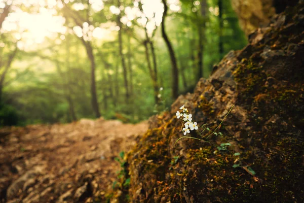 White wildflowers on the spring forest — Stock Photo, Image