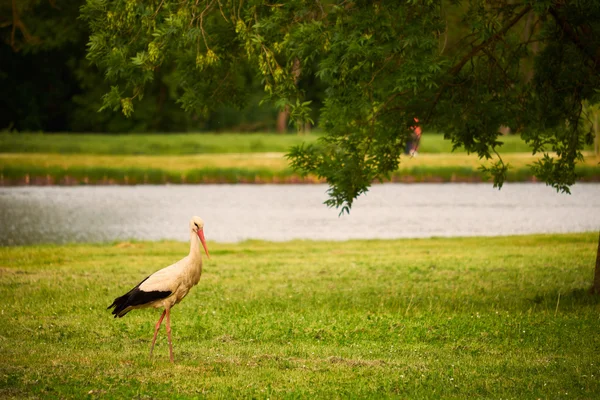 Cigogne sur la prairie verte — Photo