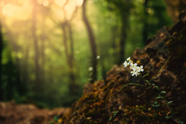 Flores silvestres brancas na floresta de primavera — Fotografia de Stock