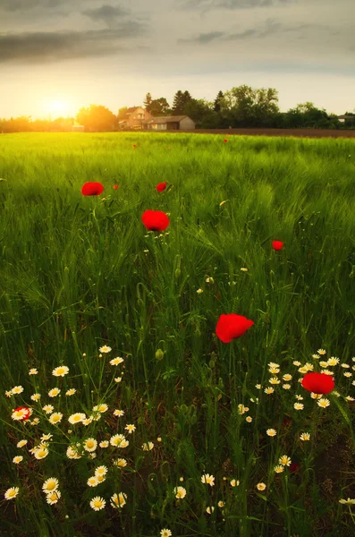 Poppies and daisy flowers — Stock Photo, Image