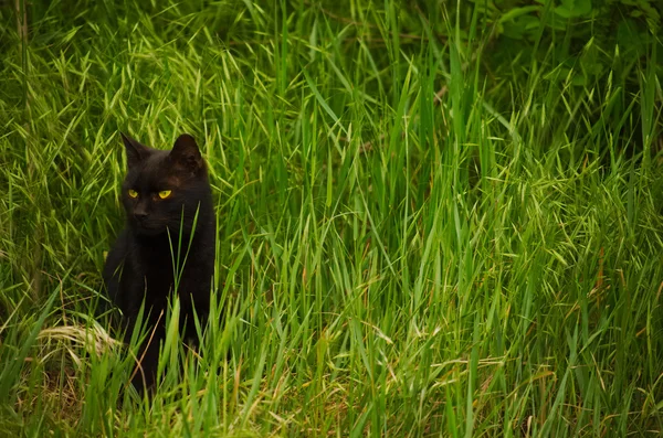 Chat noir sur l'herbe — Photo