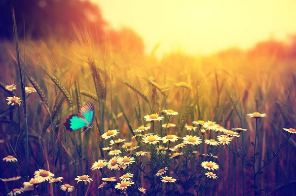 Mariposa volando pradera de primavera — Foto de Stock