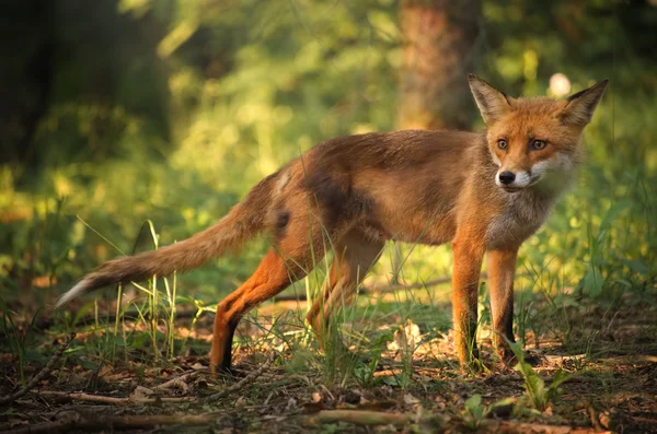 Fuchs auf dem Sommerwald — Stockfoto