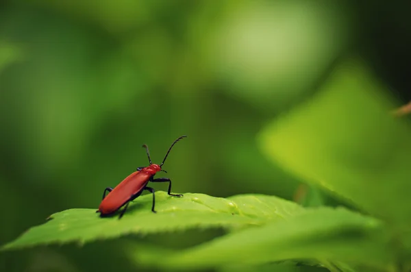 Fire-coloured beetle — Stock Photo, Image