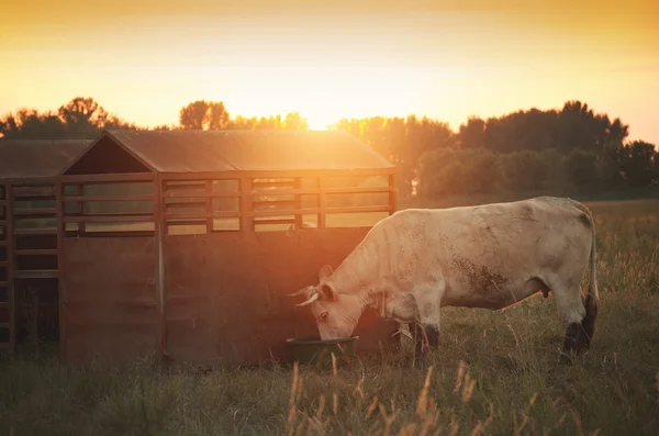 Vache sur l'eau potable des pâturages — Photo