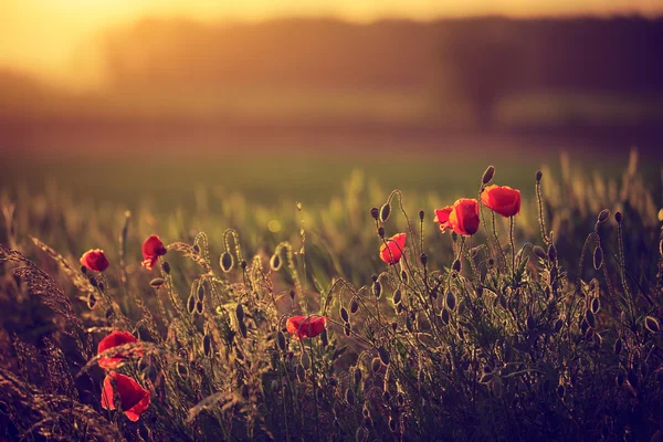 Poppies on the spring meadow — Stock Photo, Image