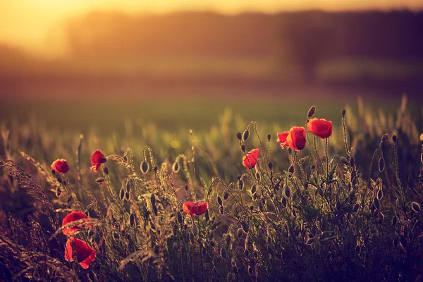 Papaveri sul prato primaverile — Foto Stock