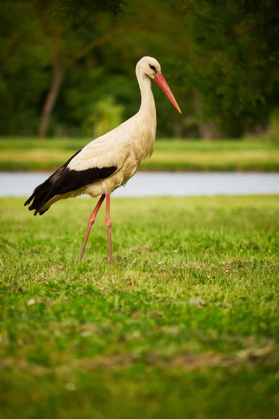 Cegonha no prado verde — Fotografia de Stock