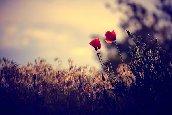 Poppies on the spring meadow — Stock Photo, Image