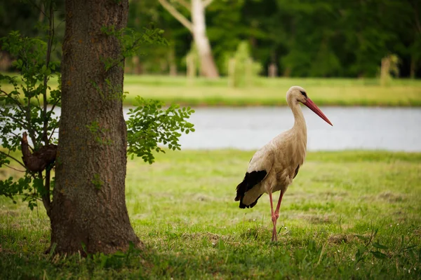 Cigogne sur la prairie verte — Photo