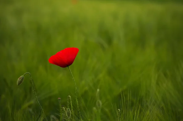 Mak na wiosnę pole pszenicy — Zdjęcie stockowe