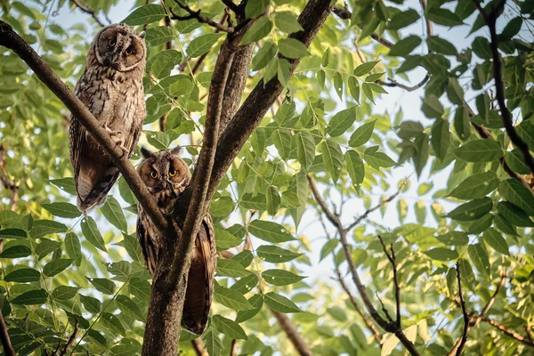 Dos búhos de orejas largas — Foto de Stock