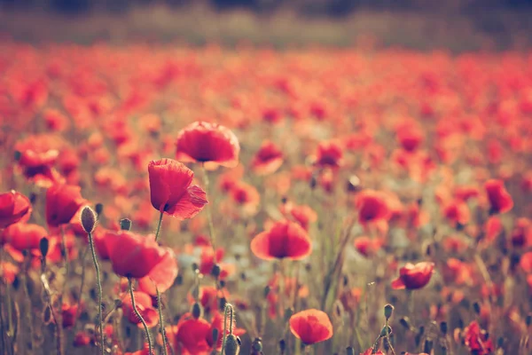 Red Poppy field — Stock Photo, Image