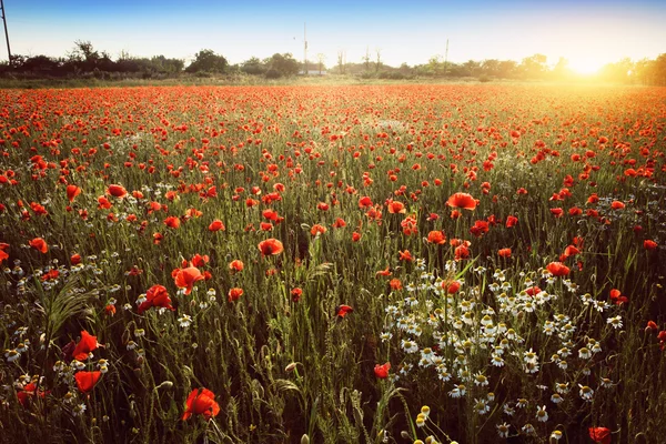 Campo de papoula vermelho — Fotografia de Stock