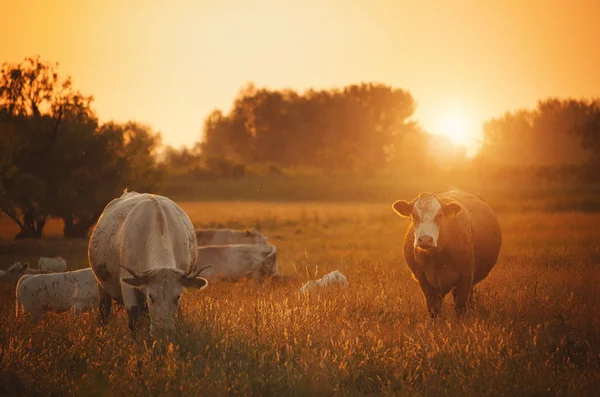 Cows grazing in the meadow — Stock Photo, Image