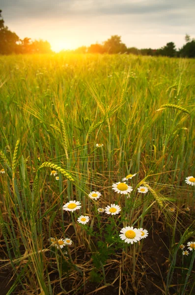 Daisy flowers on wheat field — Stock Photo, Image