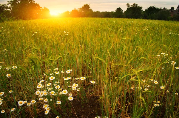 Flores Margarida no campo de trigo — Fotografia de Stock