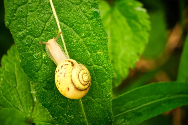 Snail on the green leaf — Stock Photo, Image