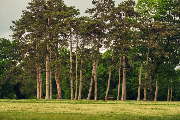 Pines on the summer park — Stock Photo, Image