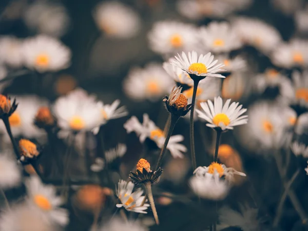 Camomila flores macro — Fotografia de Stock
