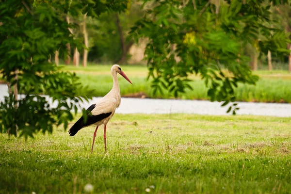 Cegonha no prado verde — Fotografia de Stock