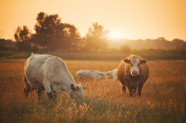 Cows grazing in the meadow