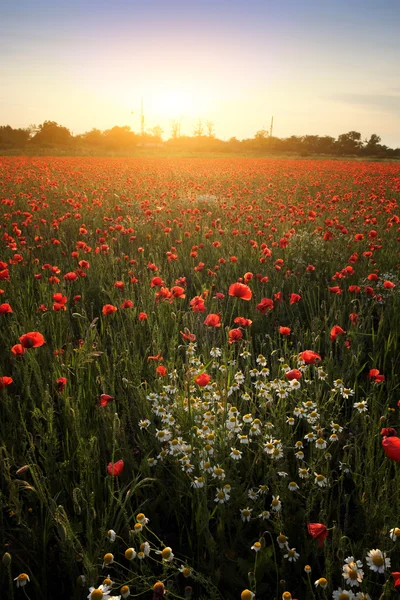 Campo di papavero estivo — Foto Stock