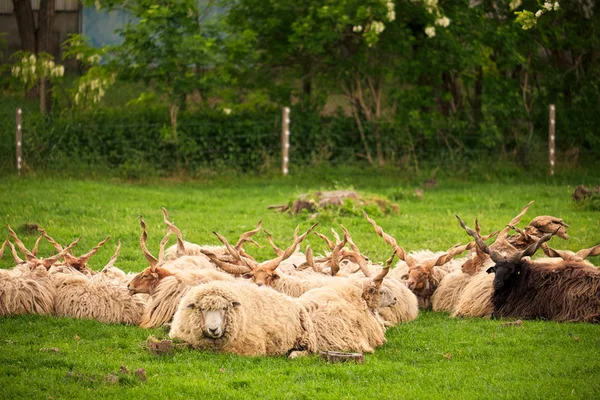 Sheeps herd on the pasture — ストック写真