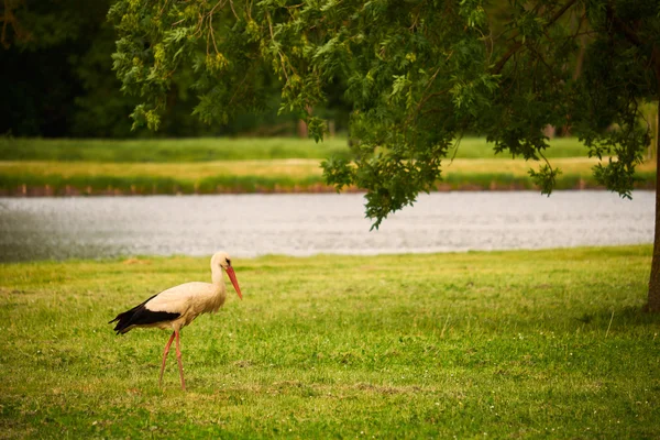 Cigogne sur la prairie verte — Photo